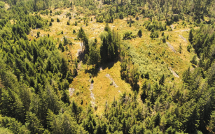 Image d'illustration de Tourbière de Feing Counot (Vosges) 2/2 - Ouvrir en plein écran