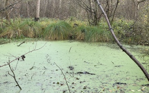 Image d'illustration de Marais de Guerbigny (Somme) 1/2 - Ouvrir en plein écran