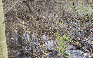 Image d'illustration de Marais de Guerbigny (Somme) 2/2 - Ouvrir en plein écran