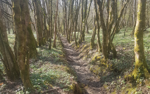 Image d'illustration de Bois Magnin (Jura) 2/2 - Ouvrir en plein écran