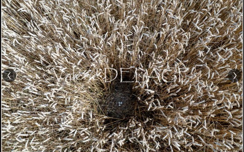 Image d'illustration de Suivi et protection des espèces menacées par drone : une solution innovante pour les acteurs de la biodiversité 3/6 - Ouvrir en plein écran