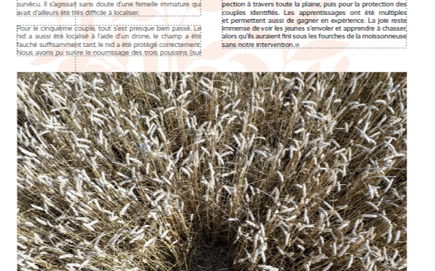 Image d'illustration de Suivi et protection des espèces menacées par drone : une solution innovante pour les acteurs de la biodiversité 6/6 - Ouvrir en plein écran