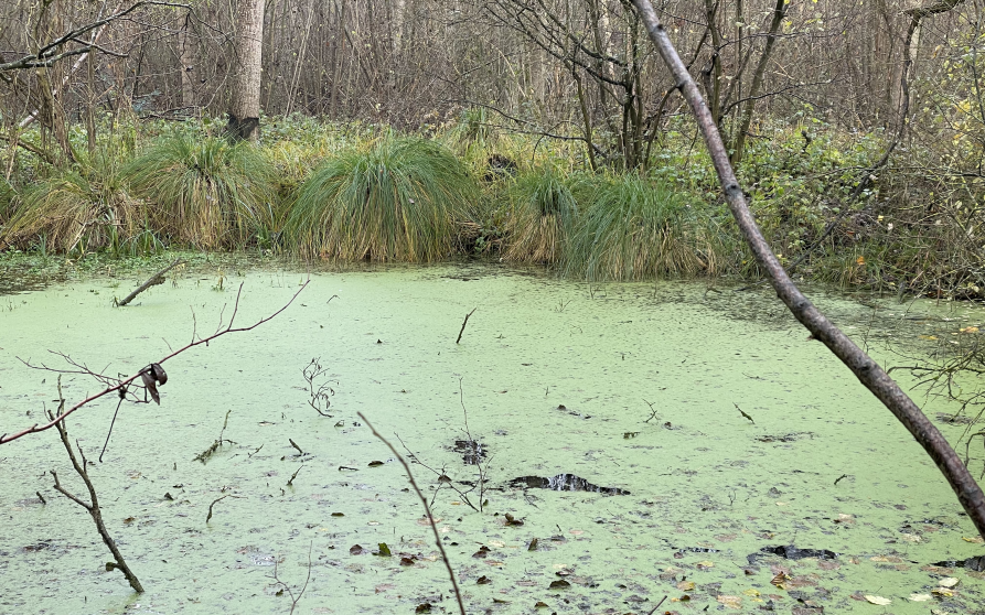 Image d'illustration de Marais de Guerbigny (Somme) 1/2 - Ouvrir en plein écran
