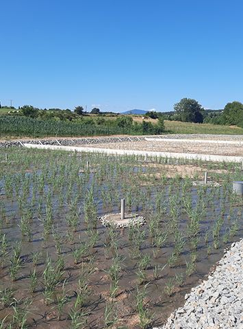 Image d'illustration de Filtres plantés de roseaux 2/3 - Ouvrir en plein écran
