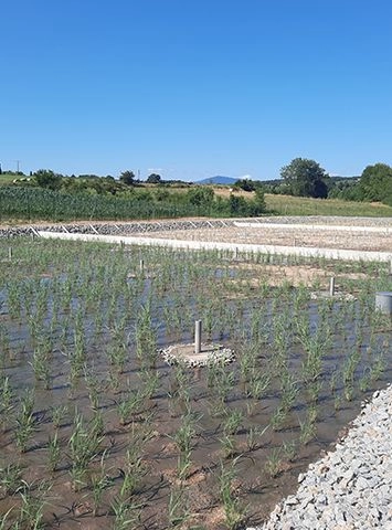 Image d'illustration de Filtres plantés de roseaux 2/3 - Ouvrir en plein écran