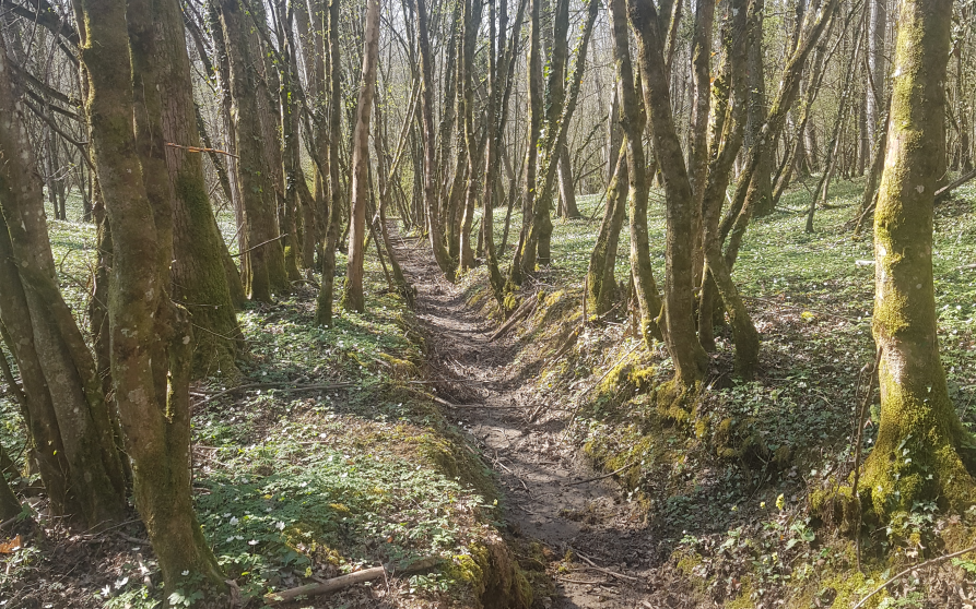 Image d'illustration de Bois Magnin (Jura) 2/2 - Ouvrir en plein écran