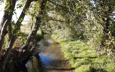 Restauration du Ried