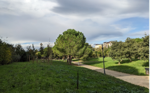 Montpellier Métropole : intégration des mycorhizes dans la gestion urbaine