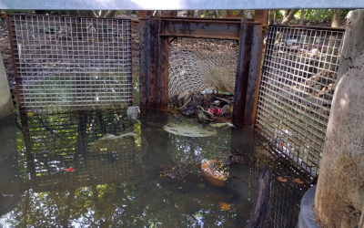 Préservation des mangroves de DESHAIES