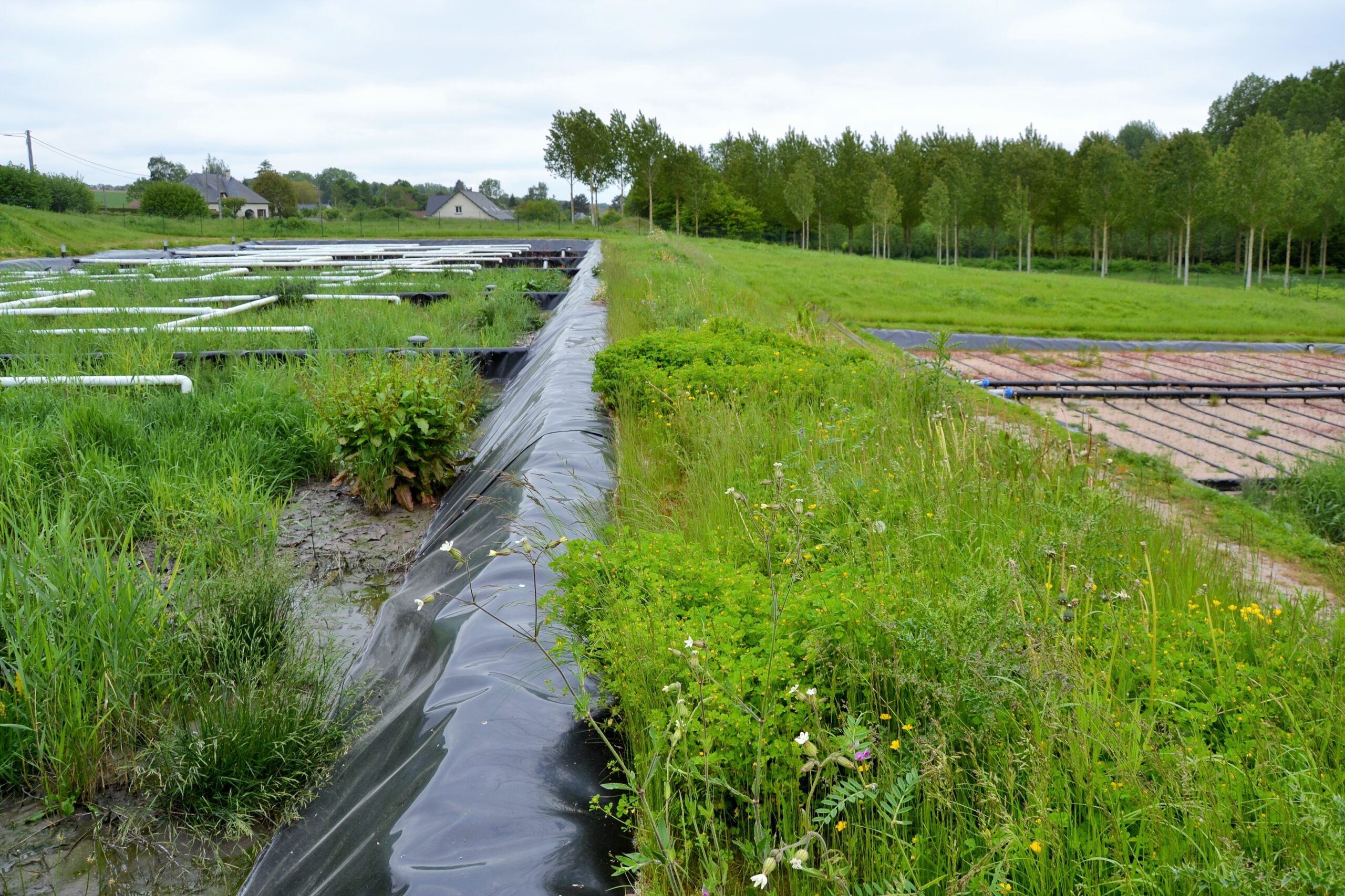 Une succession de bassins plantés assure une filtration progressive - Crédits photo : Commune de Canaples