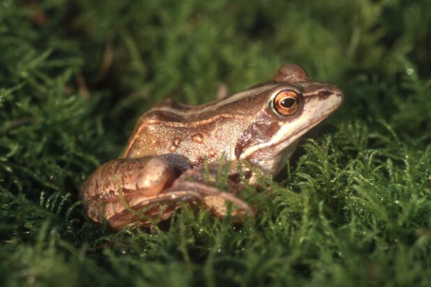 Parmi les espèces emblématiques de la tourbière, la grenouille des champs (Rana arvalis) - Crédits photo : José Godin