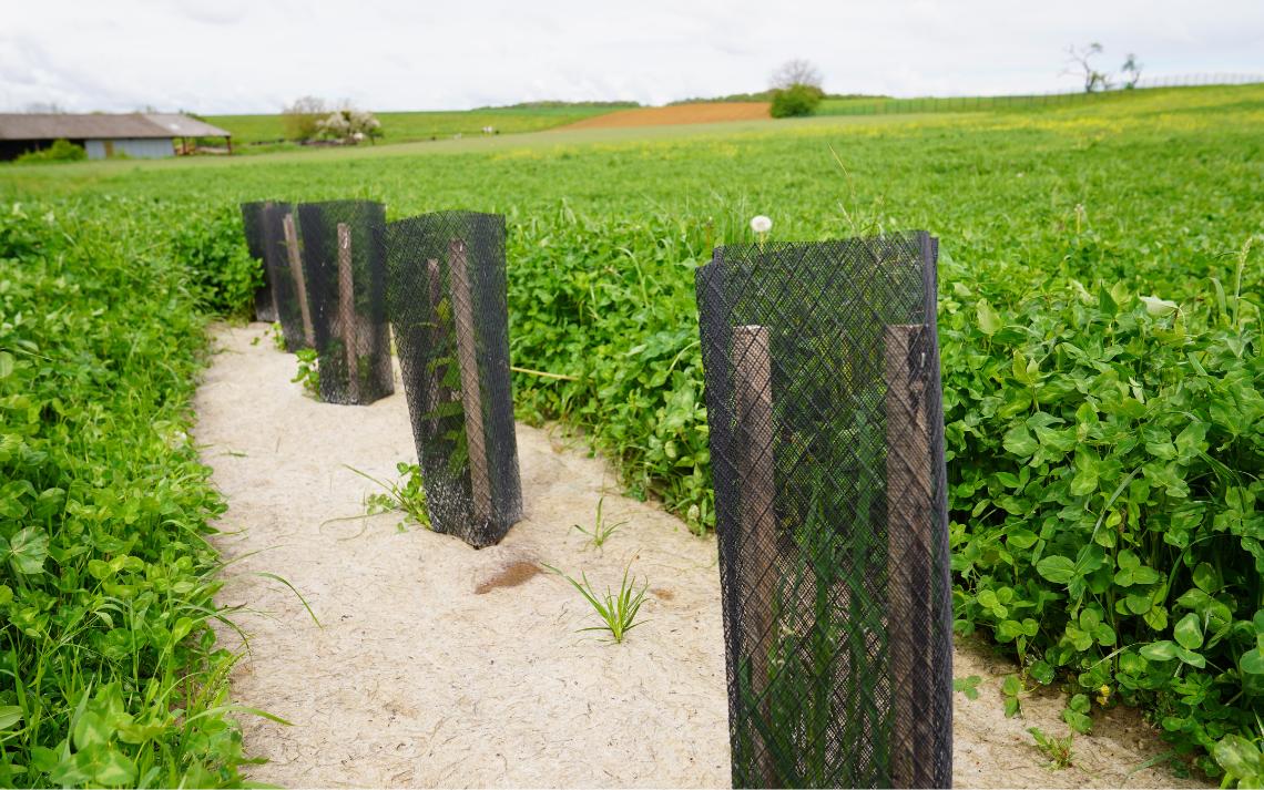 Projet d’agroforesterie -  Plantations de haies en amont de la source de Malinvezey, les essences ont été choisies en fonction des objectifs de plantation, des protections ont été installées pour réduire les dégâts causés par les animaux - Crédits photo : Banque des Territoires