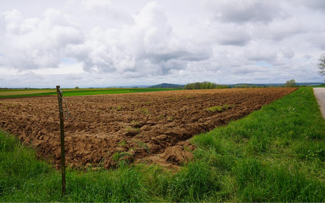 La culture de Maïs, indispensable pour l’alimentation du bétail, est une grande consommatrice de nitrates et de pesticides - Crédits photo : Banque des Territoires