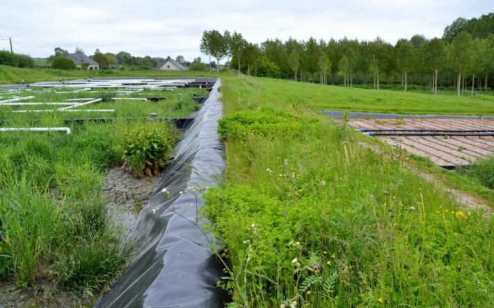 Une succession de bassins plantés assure une filtration progressive - Crédits photo : Banque des Territoires