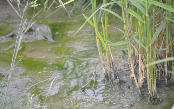 Ce sont essentiellement des roseaux qui filtrent les eaux usées - Crédits photo : Commune de Canaples