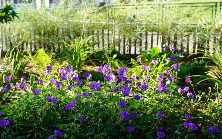 La ville privilégie les plantes moins gourmandes en eau. Le choix se porte sur des vivaces, graminés et arbustes plutôt que sur des fleurs annuelles. Crédits photos : Banque des Territoires