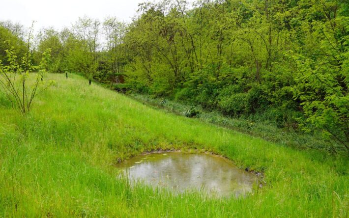 Le lit majeur de la Merle a été élargi sur le secteur de Sainte-Fontaine, le haut des berges étant initialement de 5m par rapport au lit, une pente douce et 3 mares aux batraciens ont été créées ainsi que des caches à couleuvres – Crédits photo : Banque des Territoires