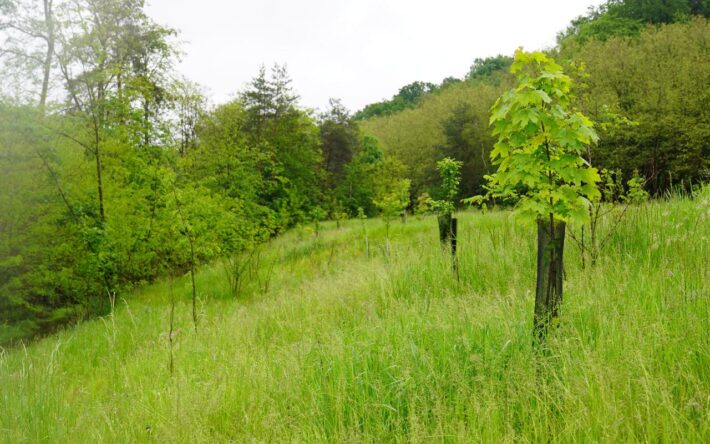 Plantation de végétaux, d’arbres et d’hélophytes dans le lit de la Merle – Crédits photo : Banque des Territoires