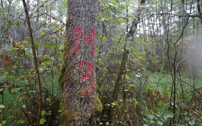 Impossible de retrouver les mares forestières sans le balisage réalisé - Crédits photo : Banque des Territoires