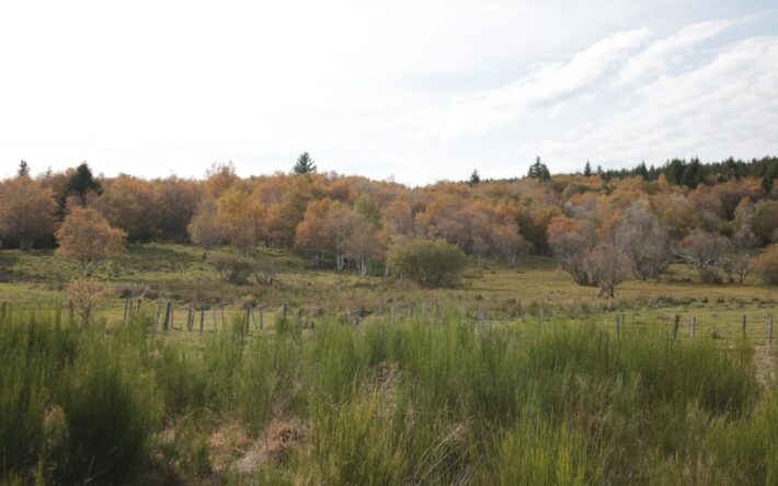 Des zones humides entretenues par le trop-plein de la source - Crédits photo : Banque des Territoires