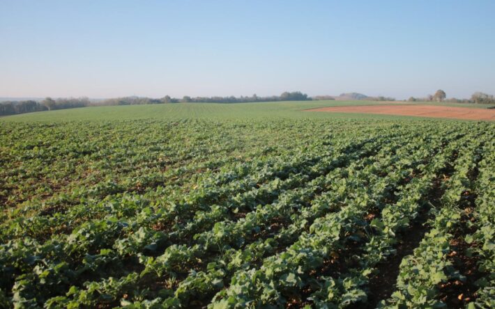 Parce qu’il est semé en ligne, le colza cultivé par Florent Guillaud, agriculteur aux Éparres (38), peut être désherbé mécaniquement, sans produit - Crédits photo : Banque des Territoires