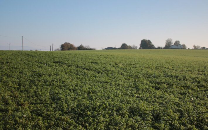 La culture de la luzerne permet de limiter les apports d'engrais azotés dans la durée, pour améliorer la qualité des sols : ici un champ de Florent Guillaud, agriculteur aux Éparres (38) - Crédits photo : Banque des Territoires