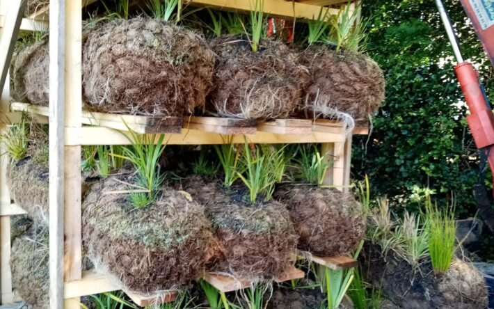 Les fascines pré-végétalisées d’hélophytes (boudins en fibres de coco compressées en rouleaux, entourées d’un géofilet synthétique) ont été installées de part et d’autre du cours d’eau - Crédits photo : Camille Roullier