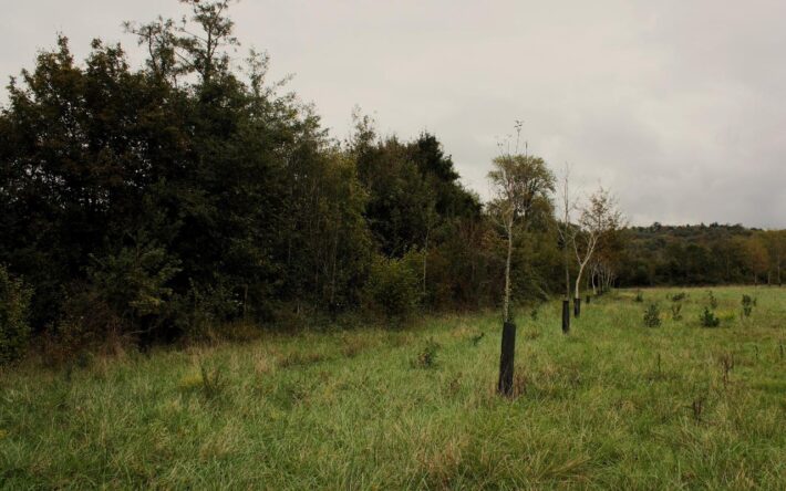 Haie plantée sur une parcelle pilote en agroforesterie à Simacourbe (64) - Crédits photo : Banque des Territoires