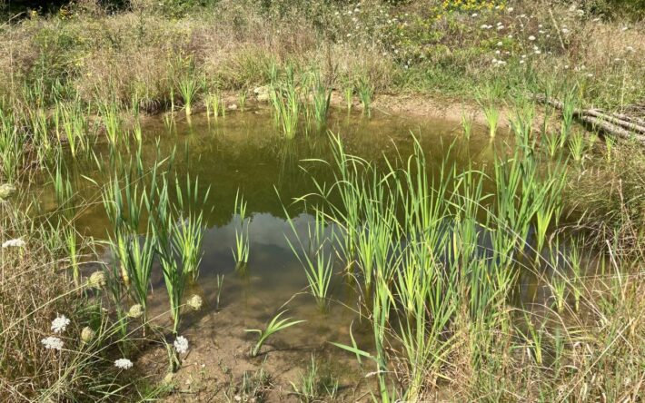 Vue sur la mare créée en partenariat avec la SNPN au parc de la Butte Chaumont de Champlan - Crédits photo : Mairie de Champlan