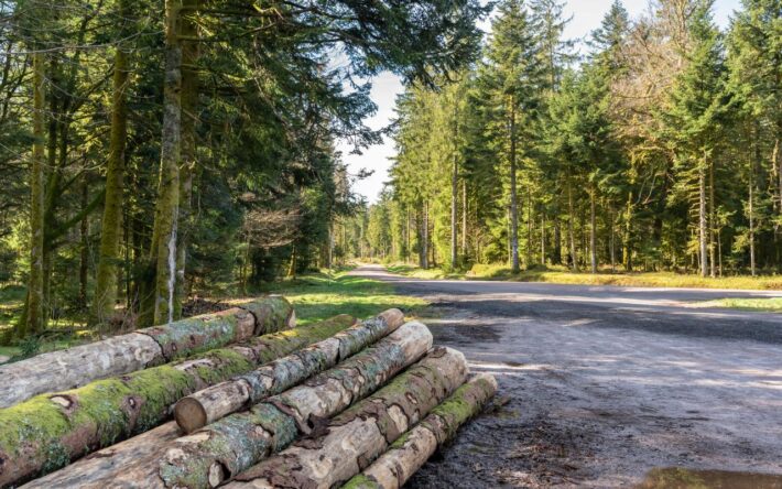 Une route de forêt avec des conifères dans la région de Remiremont - Crédits photo : Pascal STINFLIN / Shutterstock