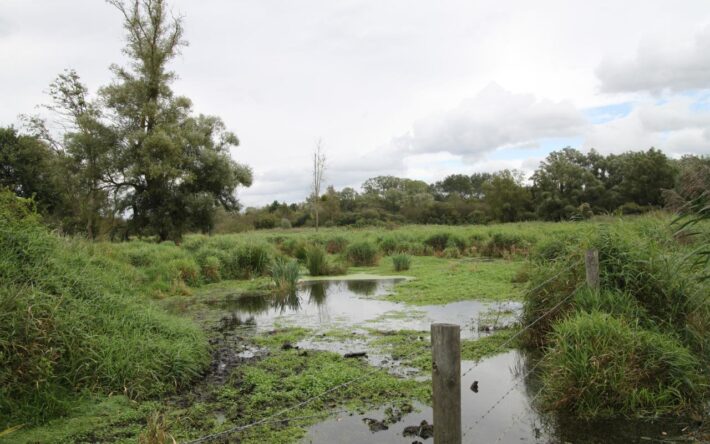 La flore spécifique du marais réapparaît après des années de dormance - Crédits photo  : Banque des Territoires
