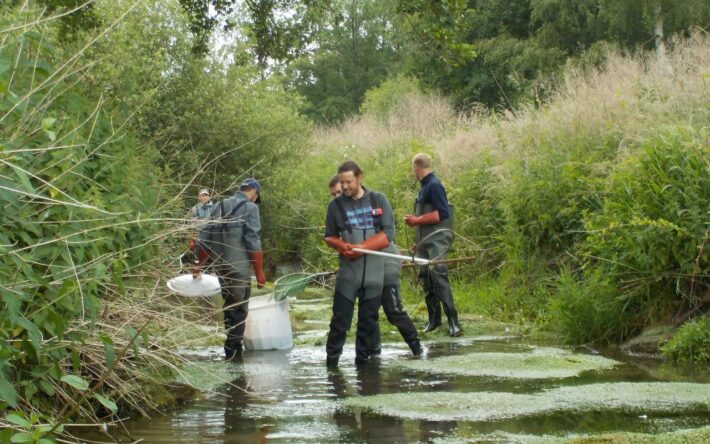 Des opérations de pêche électrique de sauvegarde ont permis de dénombrer les espèces aquatiques - Crédits photo  : Syndicat du Bassin Versant Ardon-Ailette