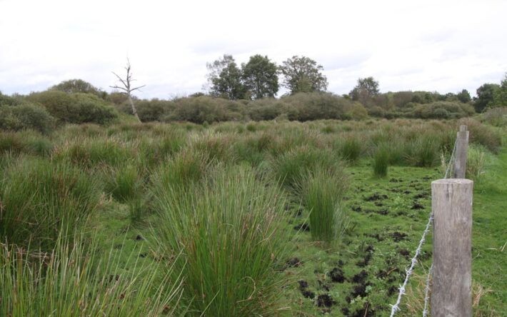 Des prairies humides de carex et de joncs se reforment - Crédits photo  : Banque des Territoires