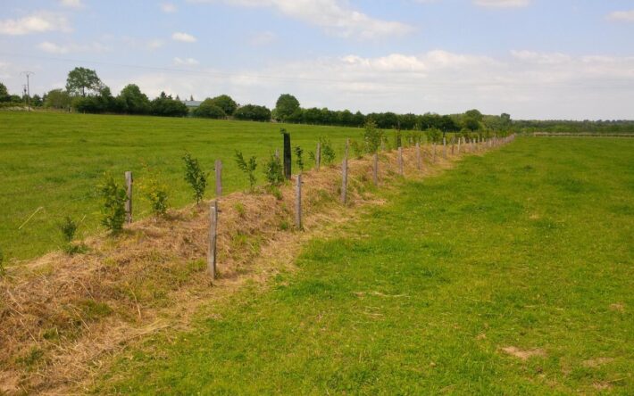 Une jeune  haie sur talu est formée de plusieurs essences d’arbres, choisies en concertation avec l’agriculteur propriétaire de la parcelle – Crédits photo : Banque des Territoires