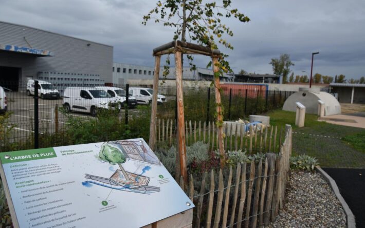 Planté en milieu urbain, l’arbre de pluie est un précieux allié contre les inondations - Crédits photo : Banque des Territoires