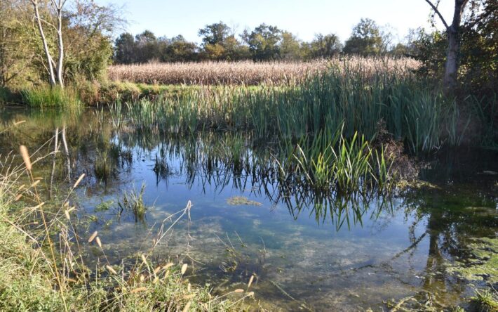 Un chapelet de trois mares a été créé pour apporter des surfaces en eau permanente – Crédits  photo : Banque des Territoires