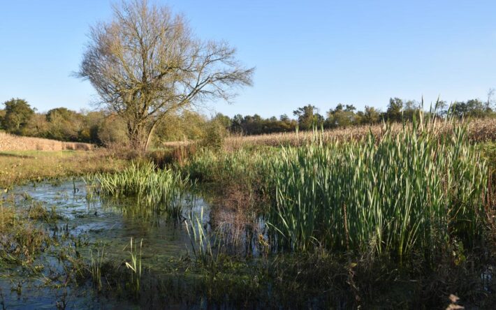 Les promeneurs sont ravis de cette renaturation qui agrémente le paysage entre champs de maïs et forêt – Crédits  photo : Banque des Territoires