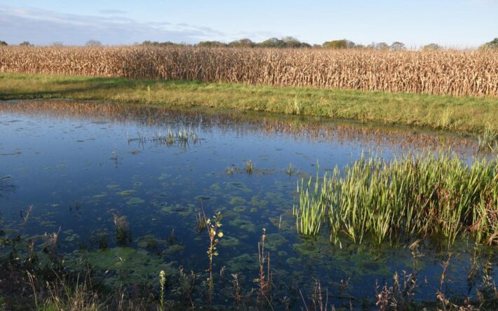De nombreuses espèces de plantes, d’insectes et de batraciens ont gagné les lieux – Crédits  photo : Banque des Territoires