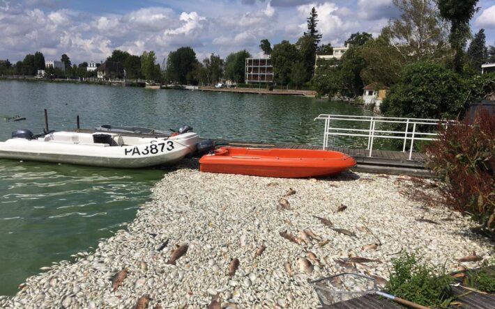Suite à la canicule de l’été 2020, 12,5 tonnes de poissons morts ont été évacués du lac d’Enghien-les-Bains en seulement 4 jours ! - Crédits photo : SIARE