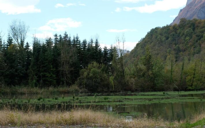 À l’arrière des digues, cette gravière a été renaturée : la grande profondeur a permis de stocker les limons extraits de la rivière, sans risquer de répandre des rhizomes de Renouée du Japon. Grâce à cet apport de sédiments, des hauts fonds ont pu être créés, avec des berges douces, propices au développement de la faune et de la flore aquatique et terrestre - Crédits photo : Banque des Territoires
