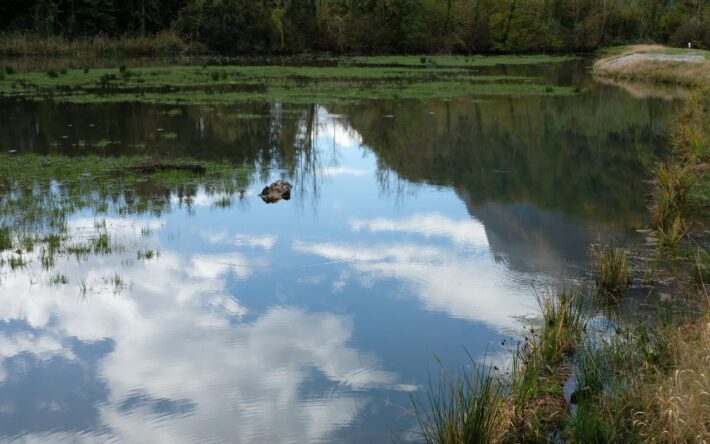 Installée sur les hauts-fonds, la végétation se développe et affleure à la surface de l’ancienne gravière - Crédits photo : Banque des Territoires