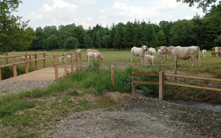 Exemple d’aménagement, une clôture, abreuvoir et passerelle pour permettre la circulation du bétail sans endommager les berges - Crédits photo :  Flers Agglo