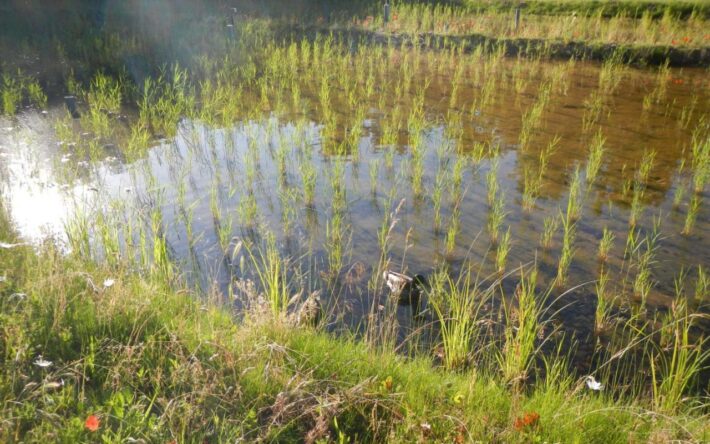Vue d’ensemble sur les filtres plantés de roseaux - Crédits photo : Banque des Territoires