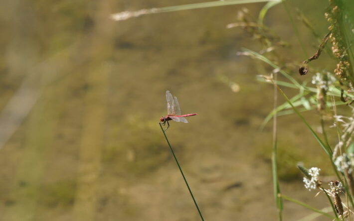Sympetrum sanguin ( Sympetrum sanguineum) prise au Carouge - Crédits photo : Charlotte Noysette