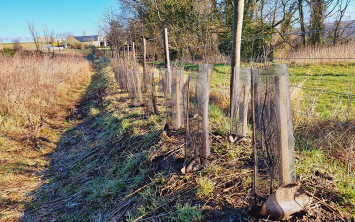 Une haie sur billon a été installée grâce à un apport de terre et des plantations - Crédits photo : Syndicat Entente Oise-Aisne