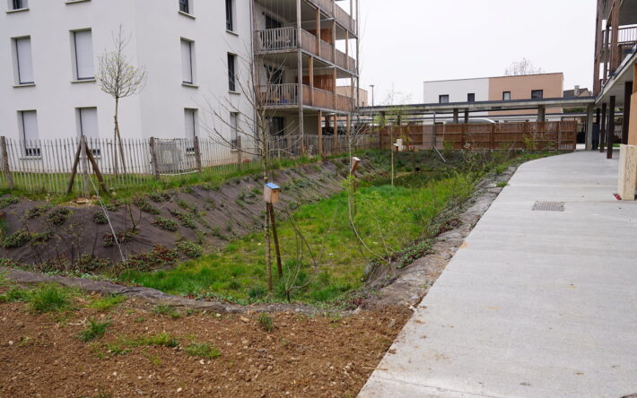 Les jardins d'eau sont des espaces paysagers légèrement en cuvette qui permettent la rétention d’eaux pluviales sur les îlots privés. Ils participent à la qualité du lieu et permettent de collecter les eaux de ruissellement des voies et chemins piétons de l'écoquartier - Crédits photo : Banque des Territoires