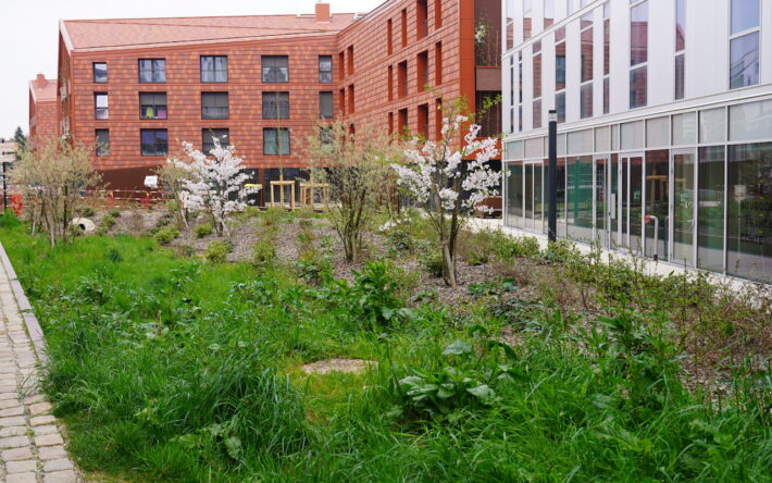 Les jardins d'eau sont des espaces paysagers légèrement en cuvette qui permettent la rétention d’eaux pluviales sur les îlots privés. Ils participent à la qualité du lieu et permettent de collecter les eaux de ruissellement des voies et chemins piétons de l'écoquartier - Crédits photo : Banque des Territoires