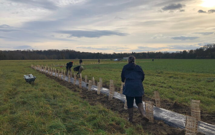 26 novembre 2024 au matin, les bénévoles plantent la haie en bordure du périmètre du champ de captage - Crédit photo : Banque des Territoires