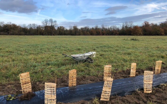 Les plants sont protégés par une enveloppe de roseau. Au milieu des deux rangs de plantation, une bâche biodégradable va protéger les jeunes arbres de la concurrence des autres végétaux - Crédit photo : Banque des Territoires