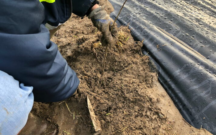 Les bénévoles, parmi lesquels se trouvaient quelques-uns des agriculteurs participant au projet, ont creusé la terre fraîchement retournée pour planter les arbres et arbustes - Banque des Territoires